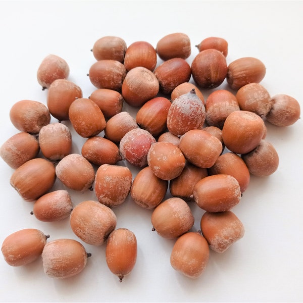 50pcs dried acorns, Real acorn nuts, Bulk acorns