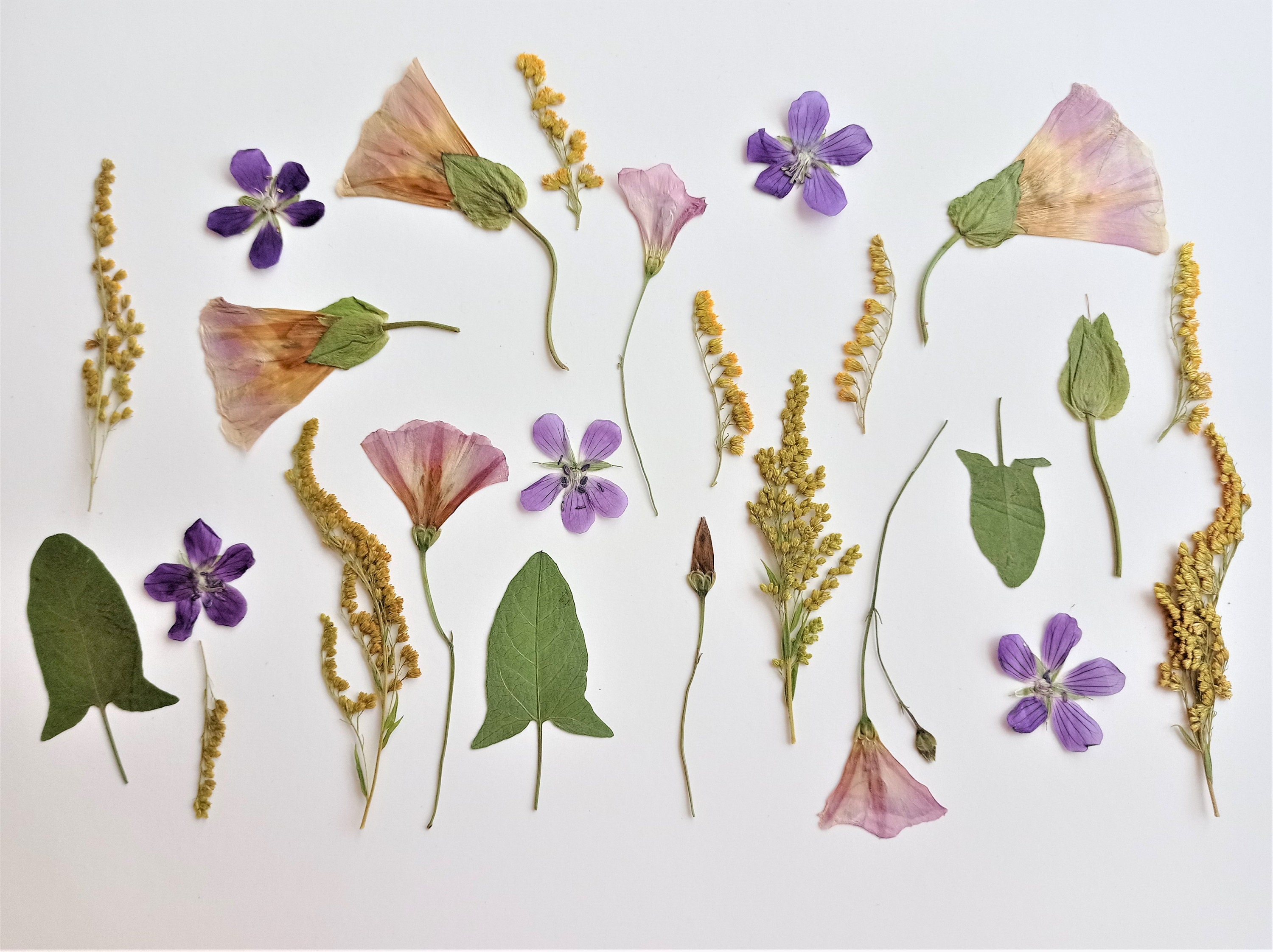 Dried pressed wildflower set 25pcs Mixed dried flowers for Etsy