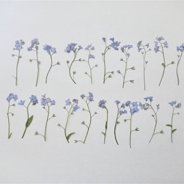 Dried pressed forget me not flowers 10/20pcs, Small pressed blue flowers, Pressed myosotis, Pressed wildflowers for resin, Dry craft flowers