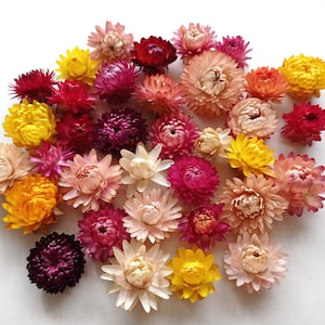 Dried organic strawflower heads, Multicolor flowers, Wedding decor, Dried Flower confetti, Florist supply, Everlasting flowers