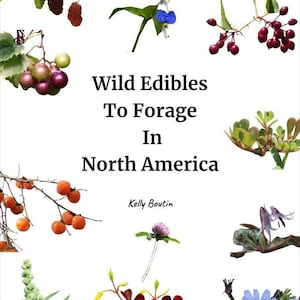 May include: A book cover with the title "Wild Edibles To Forage In North America" and the author's name, Kelly Boutin. The cover features various illustrations of plants and berries, including mulberries, grapes, and blue flowers, set against a white background.