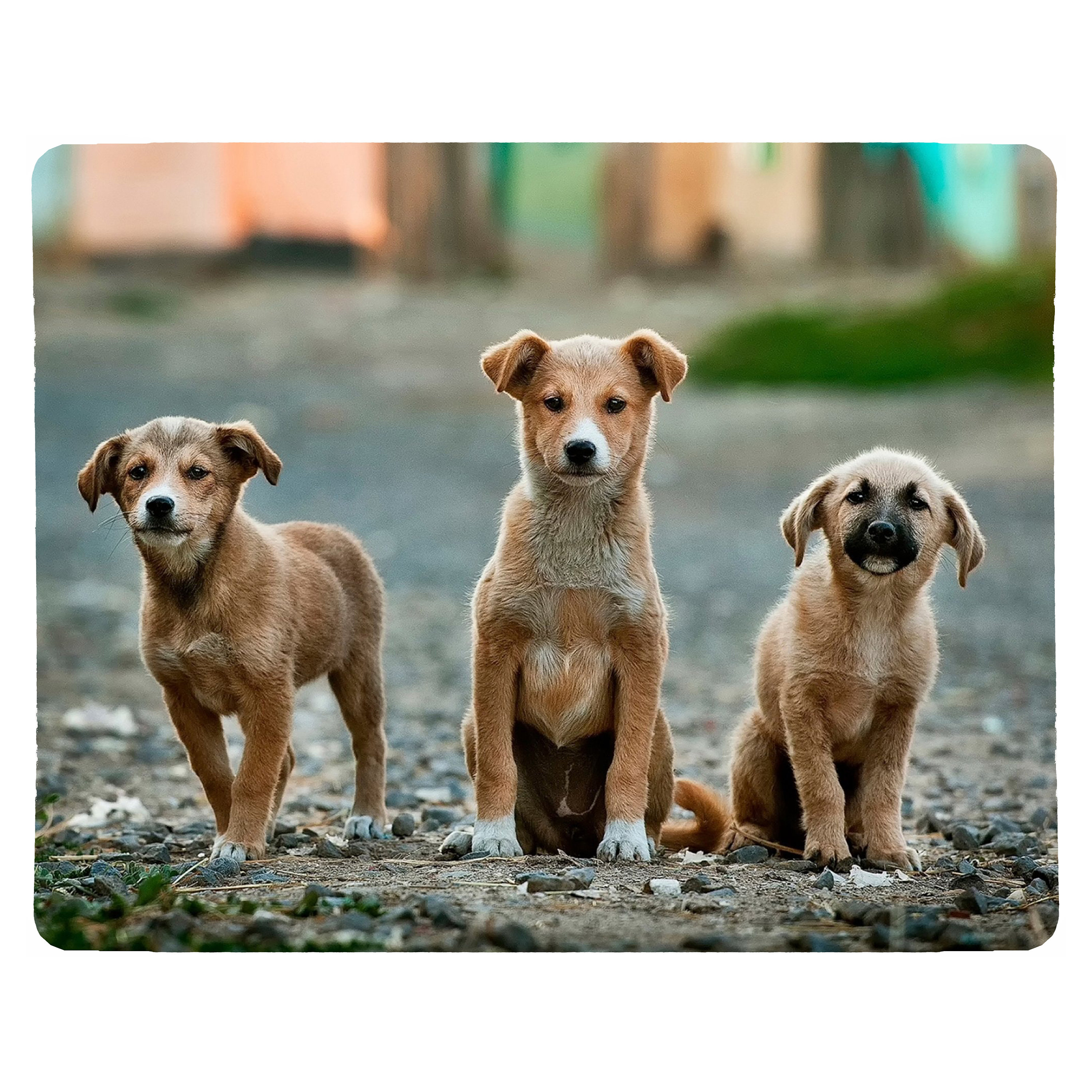 Personalized Photo Placemat: Custom MDF Cork Table Decor, Any Text & Design Gift