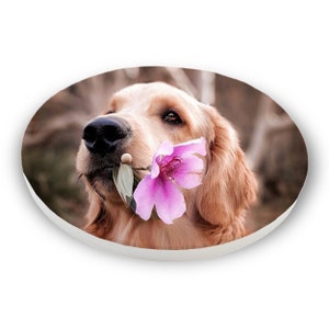 May include: A golden retriever dog with a pink flower in its mouth. The dog is looking up and to the right. The background is blurred.
