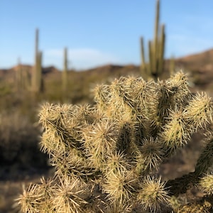 Cholla Teddy Bear Jumping Cactus - watch out!