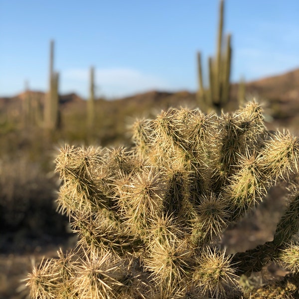 Cholla Teddy Bear Jumping Cactus - ¡cuidado!