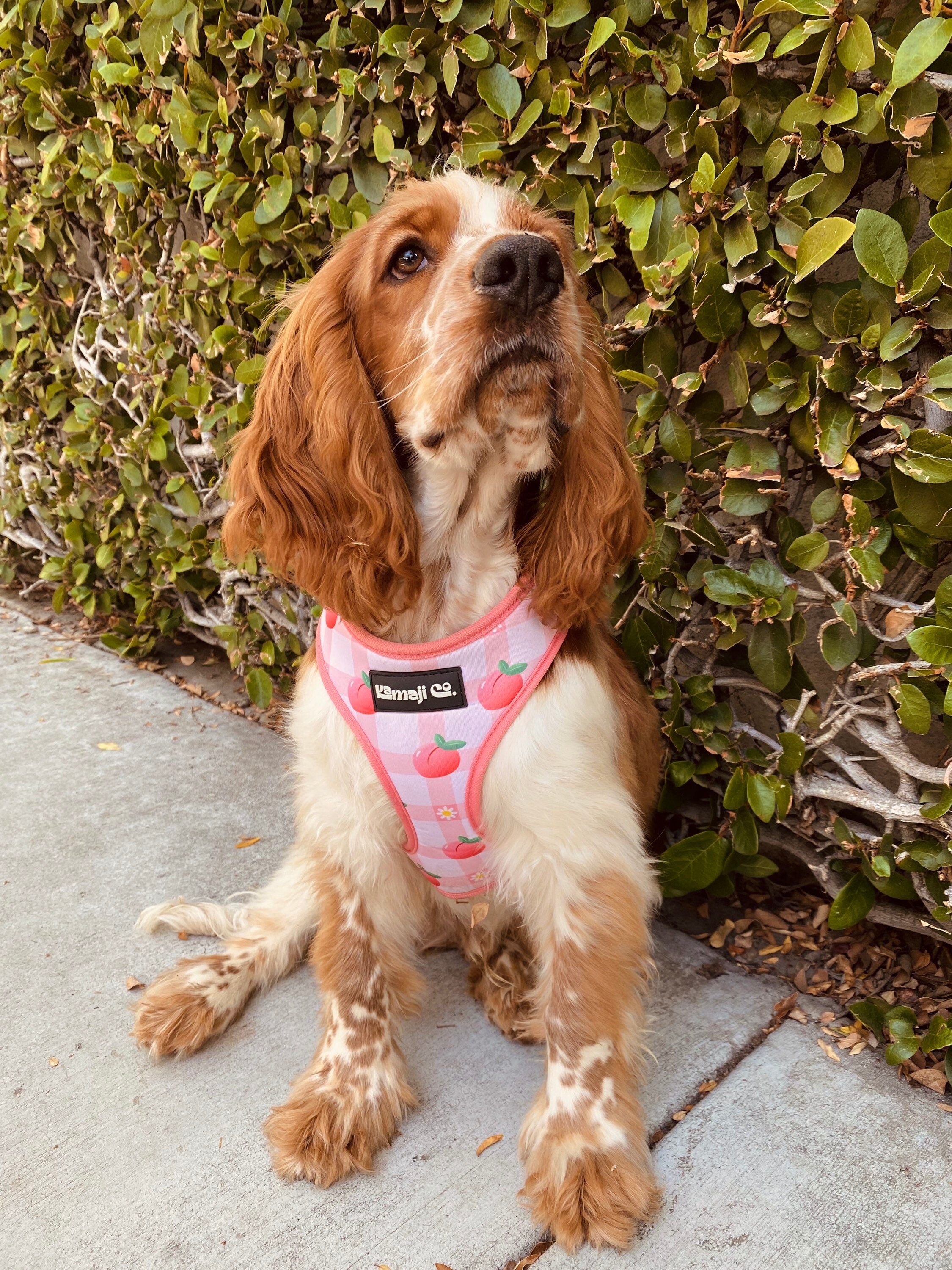 Precious Peach Collection Harness Set Dog Harness Adjustable Etsy