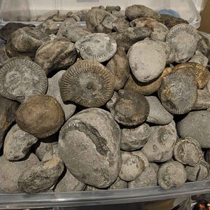 Prepare your own Ammonite fossil nodule - Set of 5