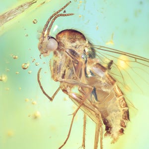 May include: A close-up of a small, translucent insect preserved in amber. The insect's wings are visible, as well as its legs and antennae. The amber is a light yellow colour, and there are small air bubbles trapped inside.