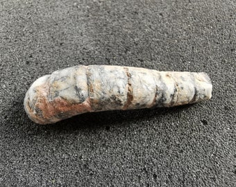 Orthocone Cephalopod Fossil - Moroccan Specimen, Collector Gift