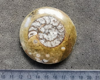 研磨されたゴニアタイト化石 - デボン紀、モロッコ - Etsy 日本
