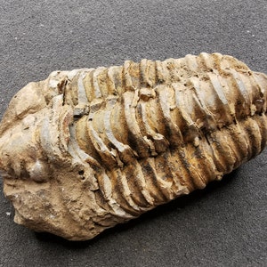 Puede incluir: Un trilobites fosilizado, un artrópodo marino prehistórico, preservado en una roca de color marrón claro, gris y beige. El cuerpo segmentado del trilobites es claramente visible, con detalles intrincados de su exoesqueleto.