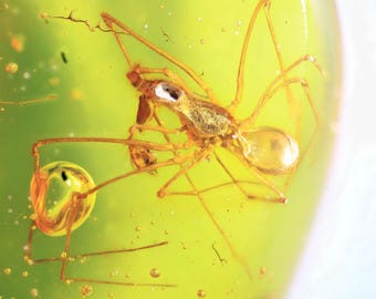 Kachin / Burmit Bernstein Fossil (10) - Assassin Spinne Einschluss - Genaues Stück