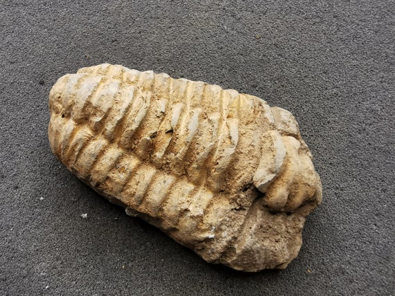 三葉虫の化石 - フレキシカリメン、オルドビス紀 - 正確な破片