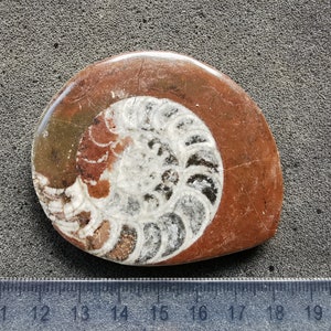 Puede incluir: Fósil pulido de amonita, que muestra un patrón en espiral en blanco y gris sobre una piedra marrón rojiza. El fósil mide aproximadamente 15 cm de largo, con detalles visibles de las cámaras de la concha.