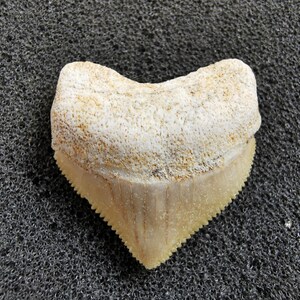 Peut inclure: Une dent de requin fossilis&eacute;e avec une couronne cr&egrave;me et une racine brun clair. La dent a une forme triangulaire avec des bords dentel&eacute;s. La surface de la couronne a un aspect textur&eacute; et la racine est lisse.