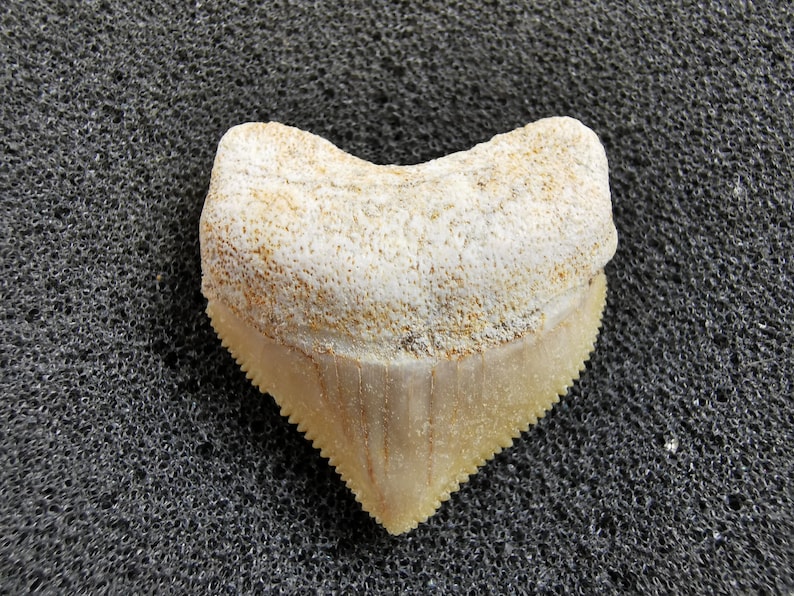 Peut inclure: Une dent de requin fossilis&eacute;e avec une couronne cr&egrave;me et une racine brun clair. La dent a une forme triangulaire avec des bords dentel&eacute;s. La surface de la couronne a un aspect textur&eacute; et la racine est lisse.