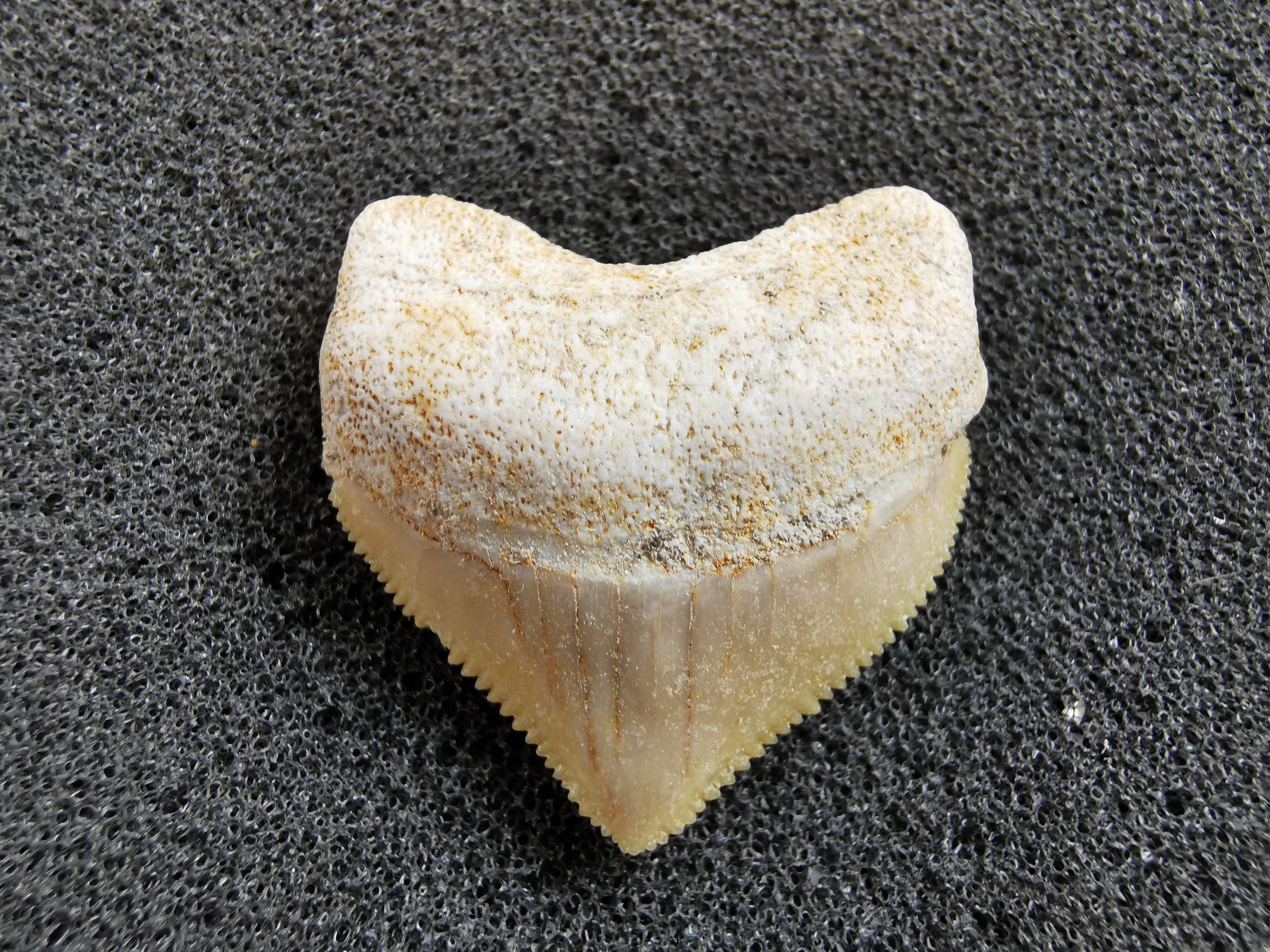 スクアリコラックスサメの歯の化石 - 白亜紀 - コレクターズギフト（15