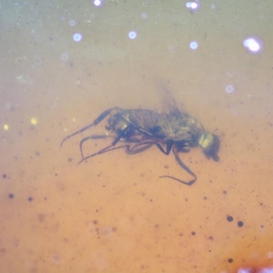 May include: A preserved insect trapped in amber, a fossilized tree resin. The insect is a fly with a dark body and translucent wings. The amber is a warm, honey-colored shade.