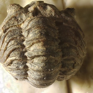 Devonian Trilobite Fossil highly detailed - Bag of 1 or more - Small and curled (10 mm) - Great gift for collectors