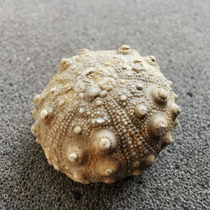 Cidarid Sea Urchin fossil with smooth/bumpy texture - Individual pieces - Great gift for collectors