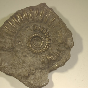Pyritised ammonite fossil fragment/cluster - Jurassic coast - Exact piece (30)