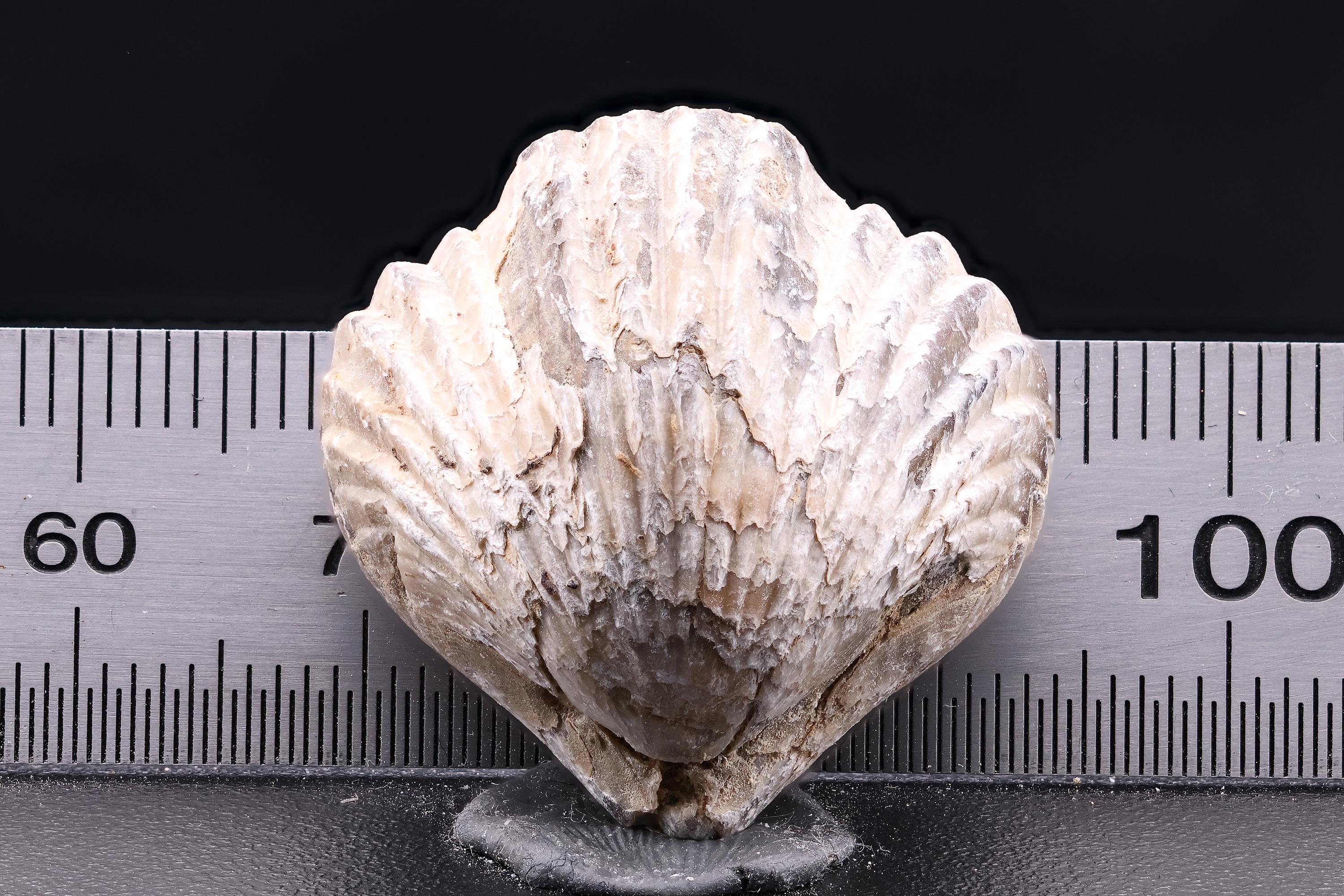 古代魚化石 Tharrias ジュラ紀 標本 古代魚化石 Tharrias ジュラ紀 標本