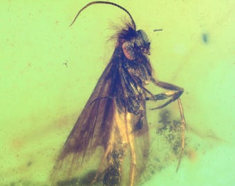 Burmite amber fossil inclusion (242)