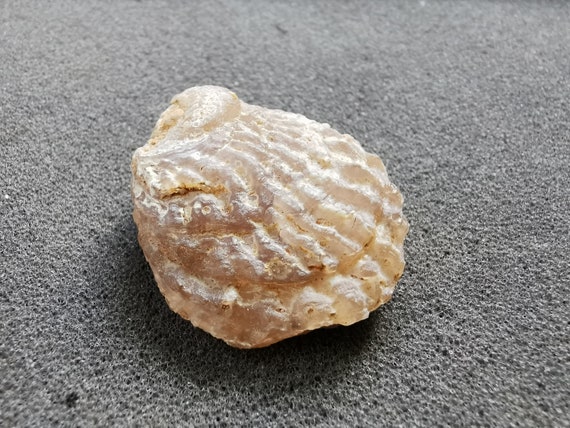 北アメリカ西部の二枚貝 専門書「Bivalve Seashells」 Agatized Bivalve Fossils - Moroccan Shells, Set of 5 - Etsy