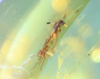 Kachin/Burmite amber fossil (163) - Fly and Mite - Exact piece
