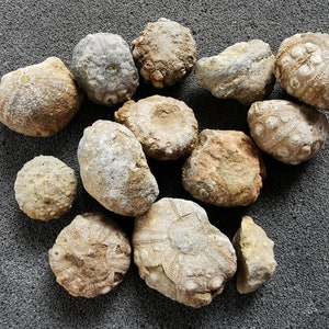 Scrap Sea Urchin Fossils: Cidarid & Toxaster, Bag of 10+