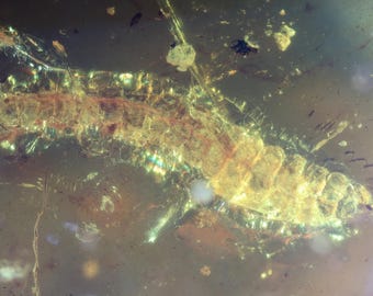Kachin/Burmite amber fossil (165) - Millipede - Exact piece