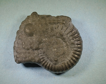 Pyritised ammonite fossil - Jurassic coast - Exact piece (60)
