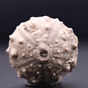 May include: A fossilized sea urchin with a light brown color and a textured surface. The urchin has a circular shape and is about 3 inches in diameter.