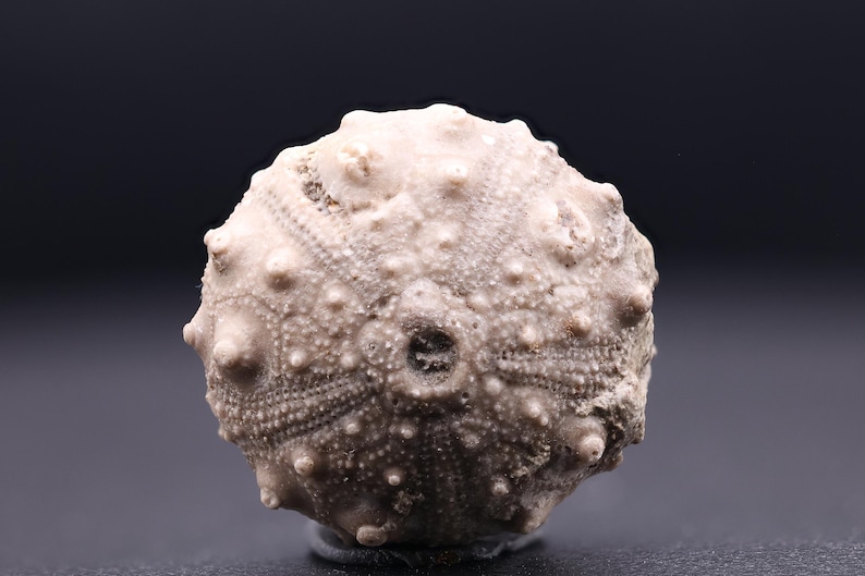 May include: A fossilized sea urchin with a light brown color and a textured surface. The urchin has a circular shape and is about 3 inches in diameter.