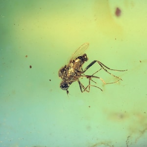 Kachin/Burmite amber fossil inclusion (214) - Fly - Exact piece
