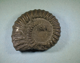 Pyritised ammonite fossil - Jurassic coast - Exact piece (94)