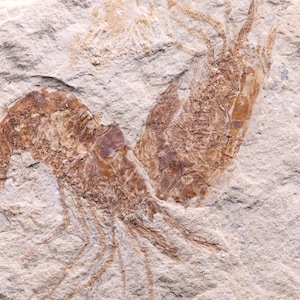 Shrimp fossil (3)