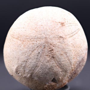 May include: A white fossilized sea urchin with a detailed pattern of ridges and pores.