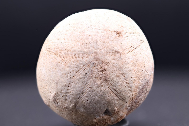 May include: A white fossilized sea urchin with a detailed pattern of ridges and pores.