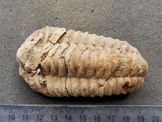 三葉虫の化石 - フレキシカリメン、オルドビス紀 - 正確な破片 (22