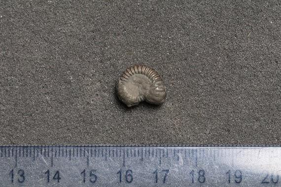 Fossil Ribbad Ammonit - Helpolerad - FOSRÄ17
