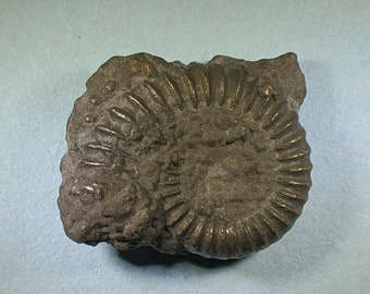 Pyritised ammonite fossil - Jurassic coast - Exact piece (79)