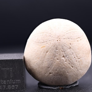 May include: A white fossilized sea urchin with a star-shaped pattern on the surface. The sea urchin is about the size of a baseball.