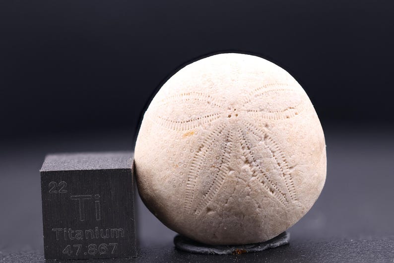 May include: A white fossilized sea urchin with a star-shaped pattern on the surface. The sea urchin is about the size of a baseball.