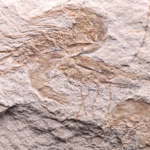 Shrimp fossil (1)