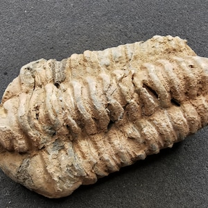 Puede incluir: Un trilobites fosilizado, un tipo de artrópodo marino extinto, de color marrón y gris. El fósil se conserva en una matriz rocosa.