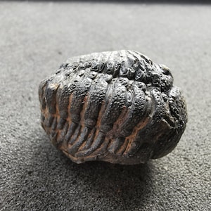 Devon Trilobit Fossilien: 2er Beutel, Sammlergeschenk