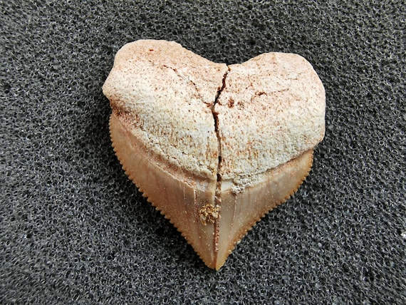 スクアリコラックスサメの歯の化石 - 白亜紀 - コレクターズギフト（15