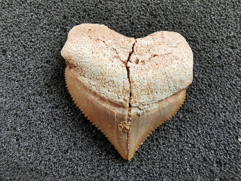Peut inclure: Une dent de requin fossilis&eacute;e en forme de c&oelig;ur. La dent a une racine brun clair et une couronne en &eacute;mail cr&egrave;me, avec une fissure au centre. Les bords dentel&eacute;s sont visibles. Il s'agit d'un article d'histoire naturelle.