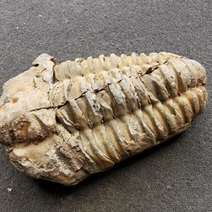 Puede incluir: Un trilobites fosilizado, un artrópodo marino prehistórico, preservado en una roca de color marrón claro, gris y beige. El cuerpo segmentado del trilobites es claramente visible, con detalles intrincados de su exoesqueleto.
